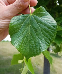 Sommerlinde (Tilia platyphyllos)