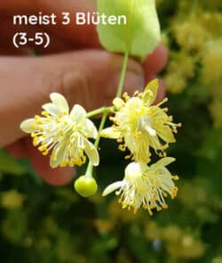 Sommerlinde (Tilia platyphyllos)