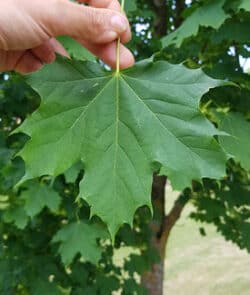 Spitzahorn (Acer platanoides)