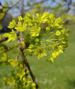 Spitzahorn (Acer platanoides)