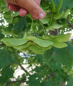 Spitzahorn (Acer platanoides)