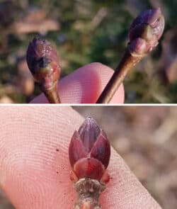 Spitzahorn (Acer platanoides)
