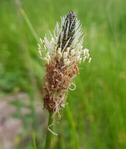 Spitzwegerich (Plantago lanceolata)