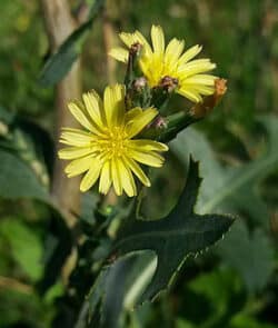 Stachel-Lattich (Lactuca serriola)