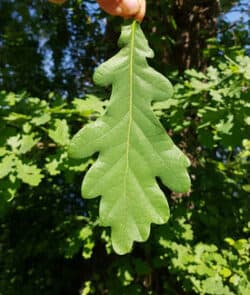 Stieleiche (Quercus robur