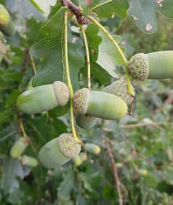 Stieleiche (Quercus robur)