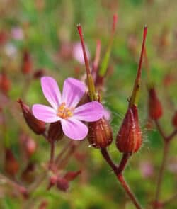 Ruprechtskraut (Geranium robertianum)