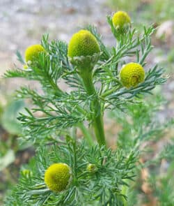 Strahlenlose Kamille (Matricaria discoidea)