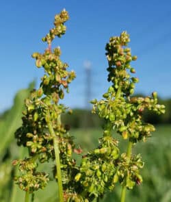 Stumpfblättriger Ampfer (Rumex obtusifolius)