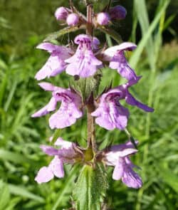 Sumpf-Ziest (Stachys palustris)