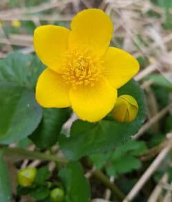 Sumpfdotterblume (Caltha palustris)