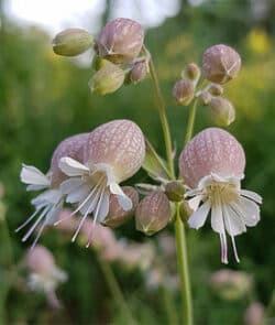 Taubenkropf-Leimkraut (Silene vulgaris)