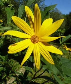 Topinambur (Helianthus tuberosus)