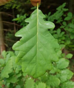 Traubeneiche (Quercus petraea)