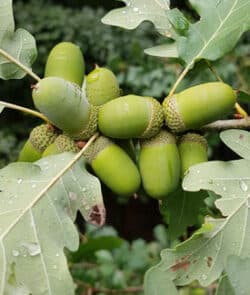 Traubeneiche (Quercus petraea)