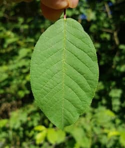 Gewöhnliche Traubenkirsche (Prunus padus