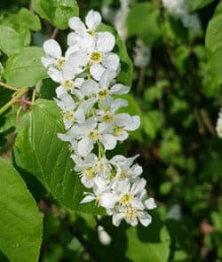 Gewöhnliche Traubenkirsche (Prunus padus)