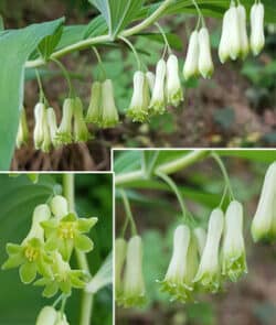 Vielblütige Weißwurz (Polygonatum multiflorum)