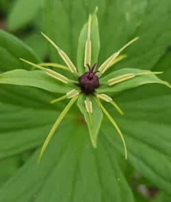 Vierblättrige Einbeere (Paris quadrifolia)