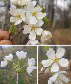 Vogelkirsche (Prunus avium)