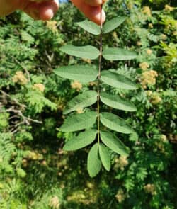 Vogelbeere (Sorbus aucuparia)