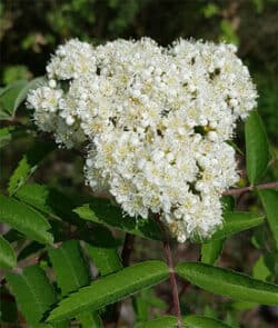 Vogelbeere (Sorbus aucuparia)