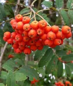 Vogelbeere/Eberesche (Sorbus aucuparia)