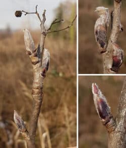 Vogelbeere (Sorbus aucuparia)