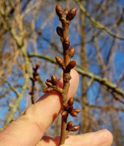 Vogelkirsche (Prunus avium)