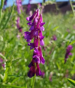 Vogel-Wicke (Vicia cracca)