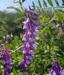 Vogel-Wicke (Vicia cracca)