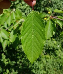 Vogelkirsche (Prunus avium)