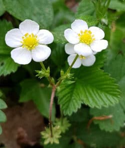 Wald-Erdbeere (Fragaria vesca)