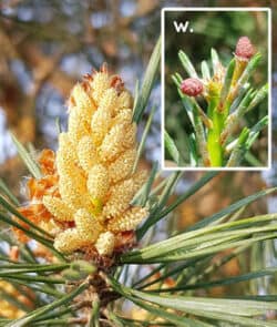 Waldkiefer (Pinus sylvestris)