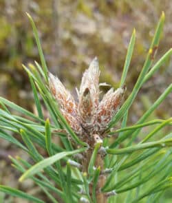 Waldkiefer (Pinus sylvestris)