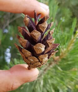 Waldkiefer (Pinus sylvestris)