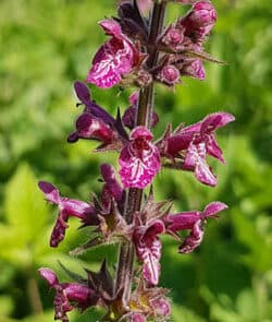 Wald-Ziest (Stachys sylvatica)