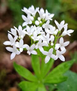 Waldmeister (Galium odoratum)