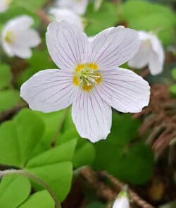 Waldsauerklee (Oxalis acetosella)