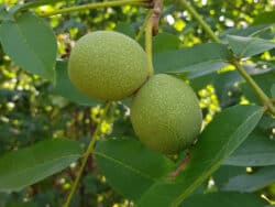 Früchte (Nüsse) der Walnuss