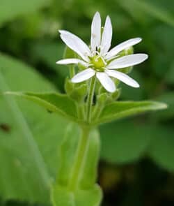 Wasserdarm (Stellaria aquatica)