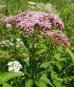 Gewöhnlicher Wasserdost (Eupatorium cannabinum)