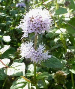 Wasserminze (Mentha aquatica)