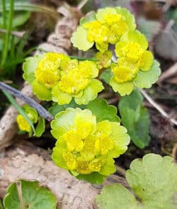 Wechselblättrige Milzkraut (Chrysosplenium alternifolium)