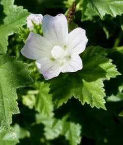 Weg-Malve (Malva neglecta)