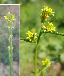 Weg-Rauke (Sisymbrium officinale)