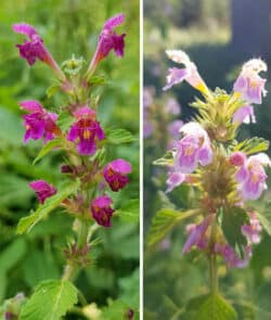 Weichhaariger Hohlzahn (Galeopsis pubescens)