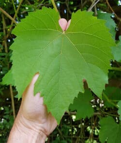 Weinrebe (Vitis vinifera)