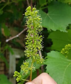 Weinrebe (Vitis vinifera)