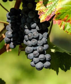 Weinrebe (Vitis vinifera)